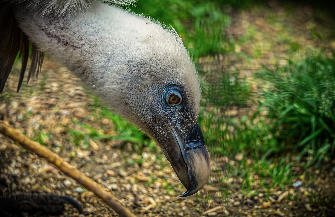 vulture  bird  head free photo