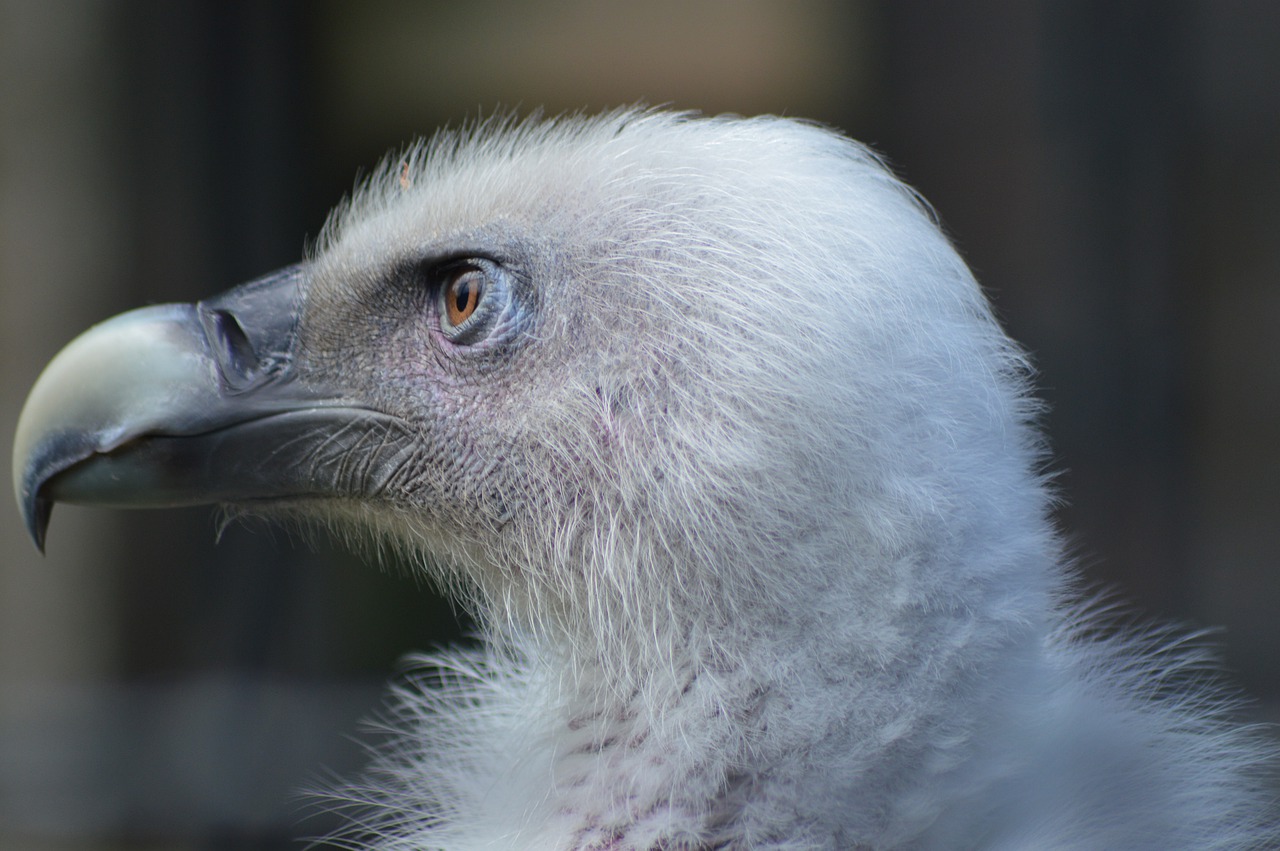 vulture  eye  piercing free photo