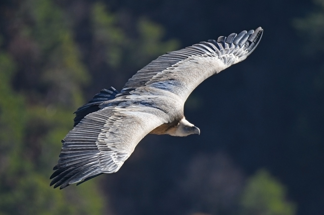 vulture  tawny  raptor free photo