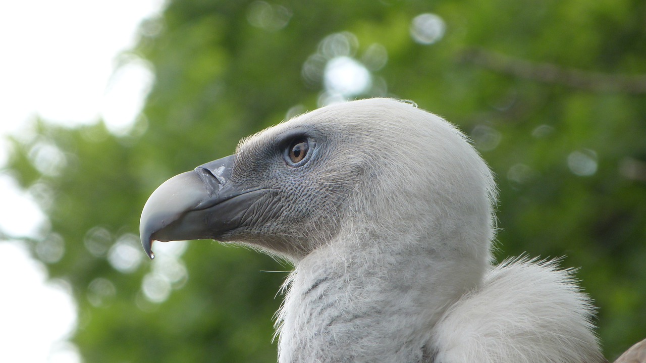 vulture  bird  nature free photo