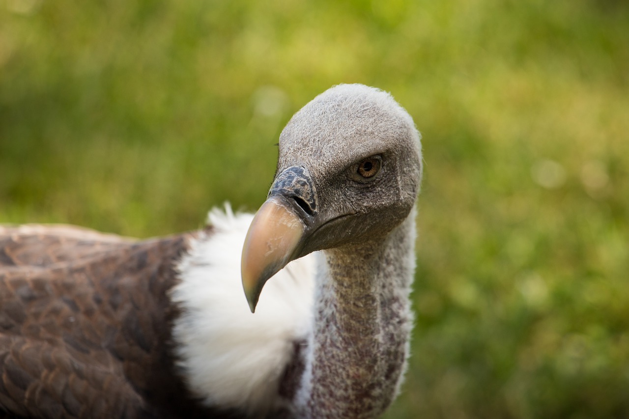 vulture  bird  scavengers free photo