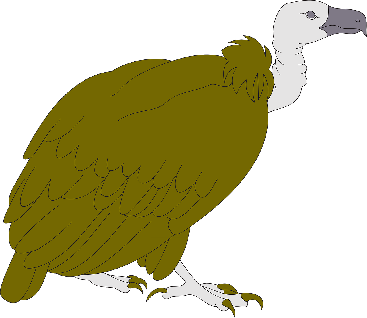 vulture bird wildlife free photo
