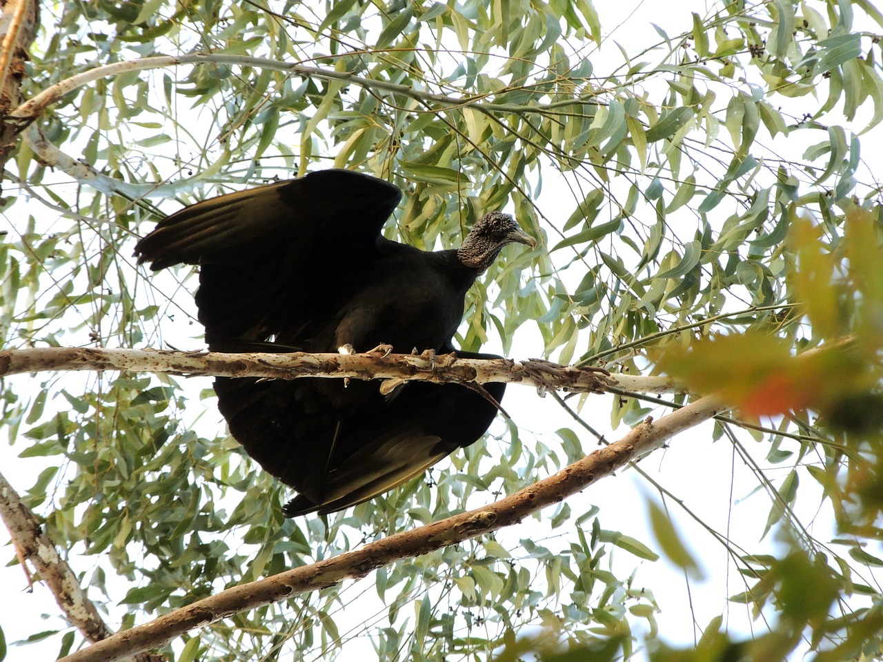 vulture bird tropical birds free photo