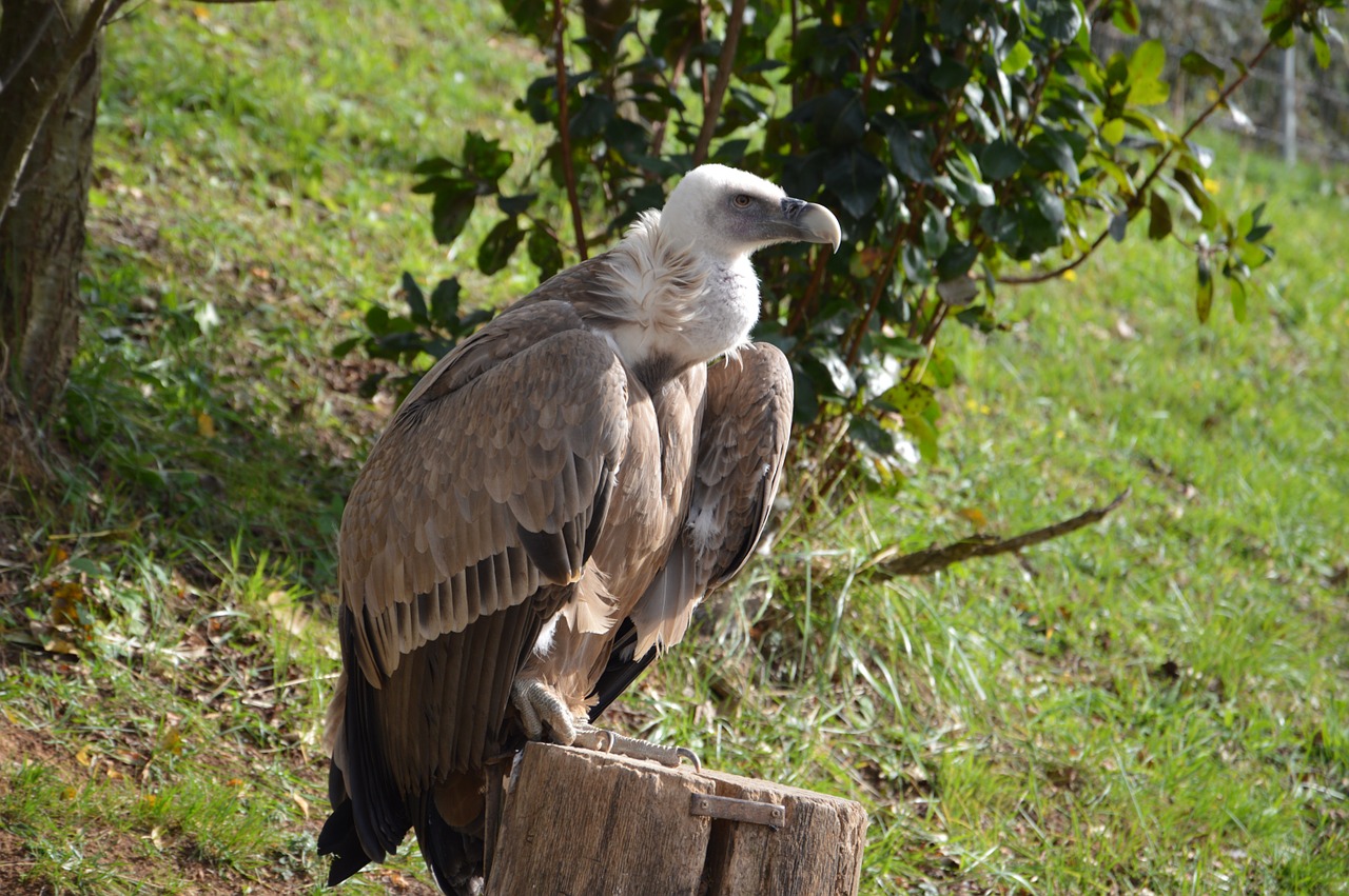 vulture scavenger griffon free photo