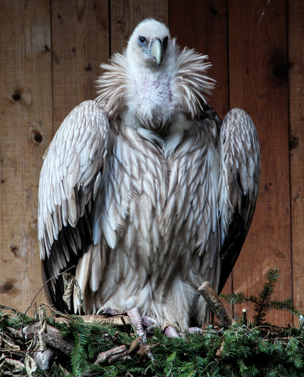 vulture bird bird of prey free photo