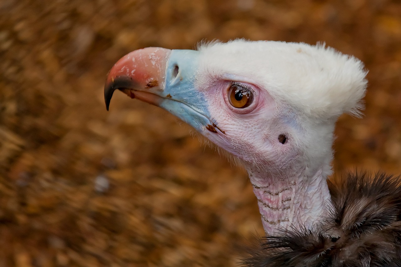 vulture scavengers bird of prey free photo