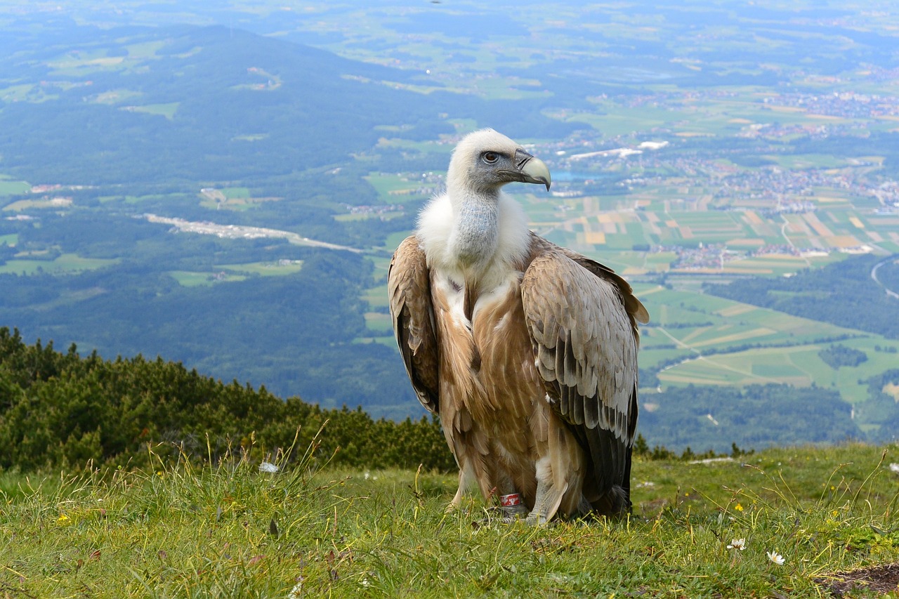 vulture salzburg austria free photo
