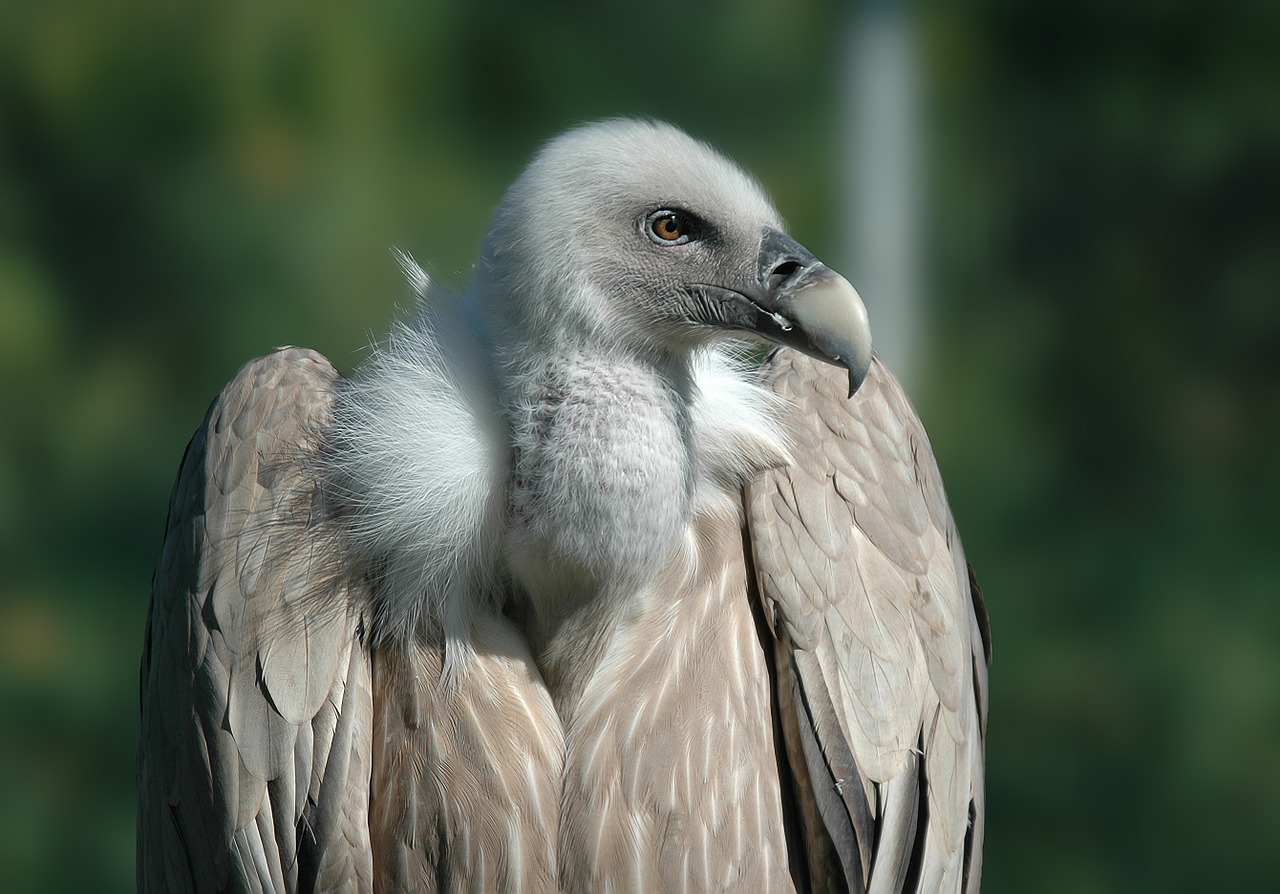 vulture bird raptor free photo