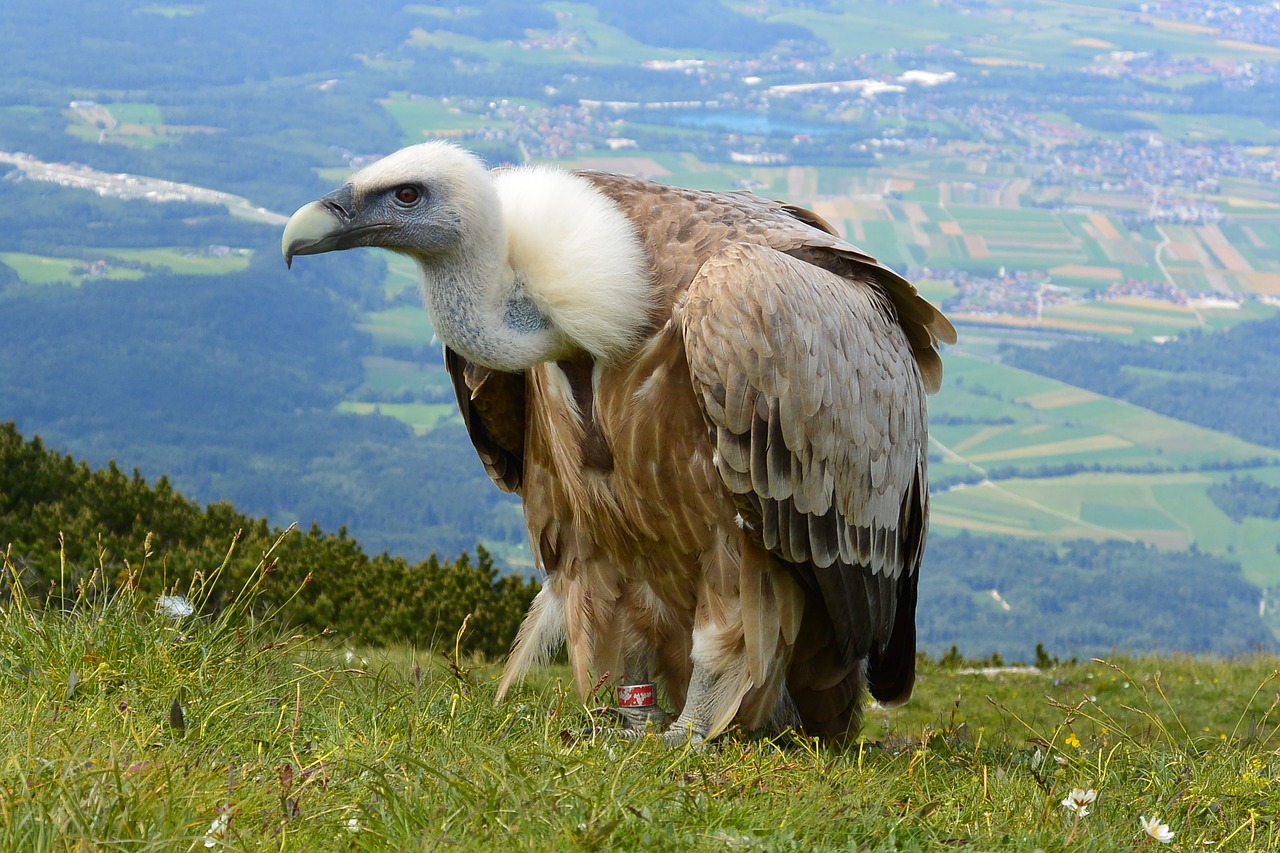 vulture aas face salzburg free photo
