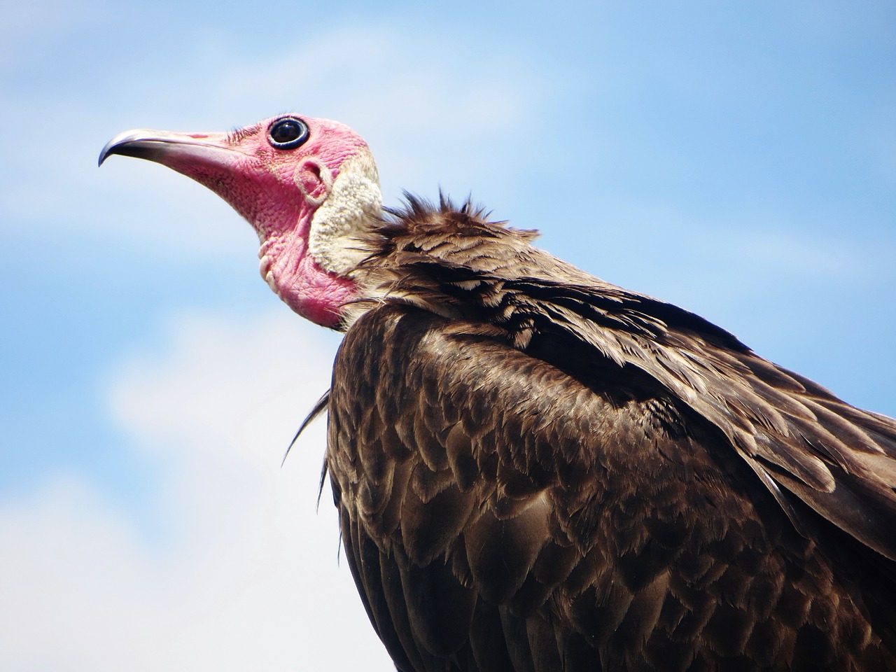 vulture sierra leone freetown free photo