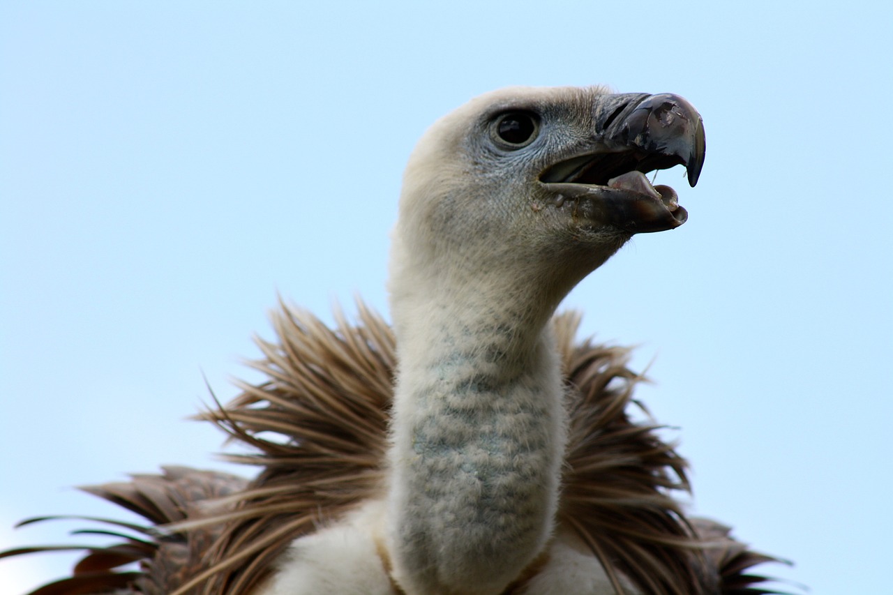 vulture vulture head vulture beak free photo