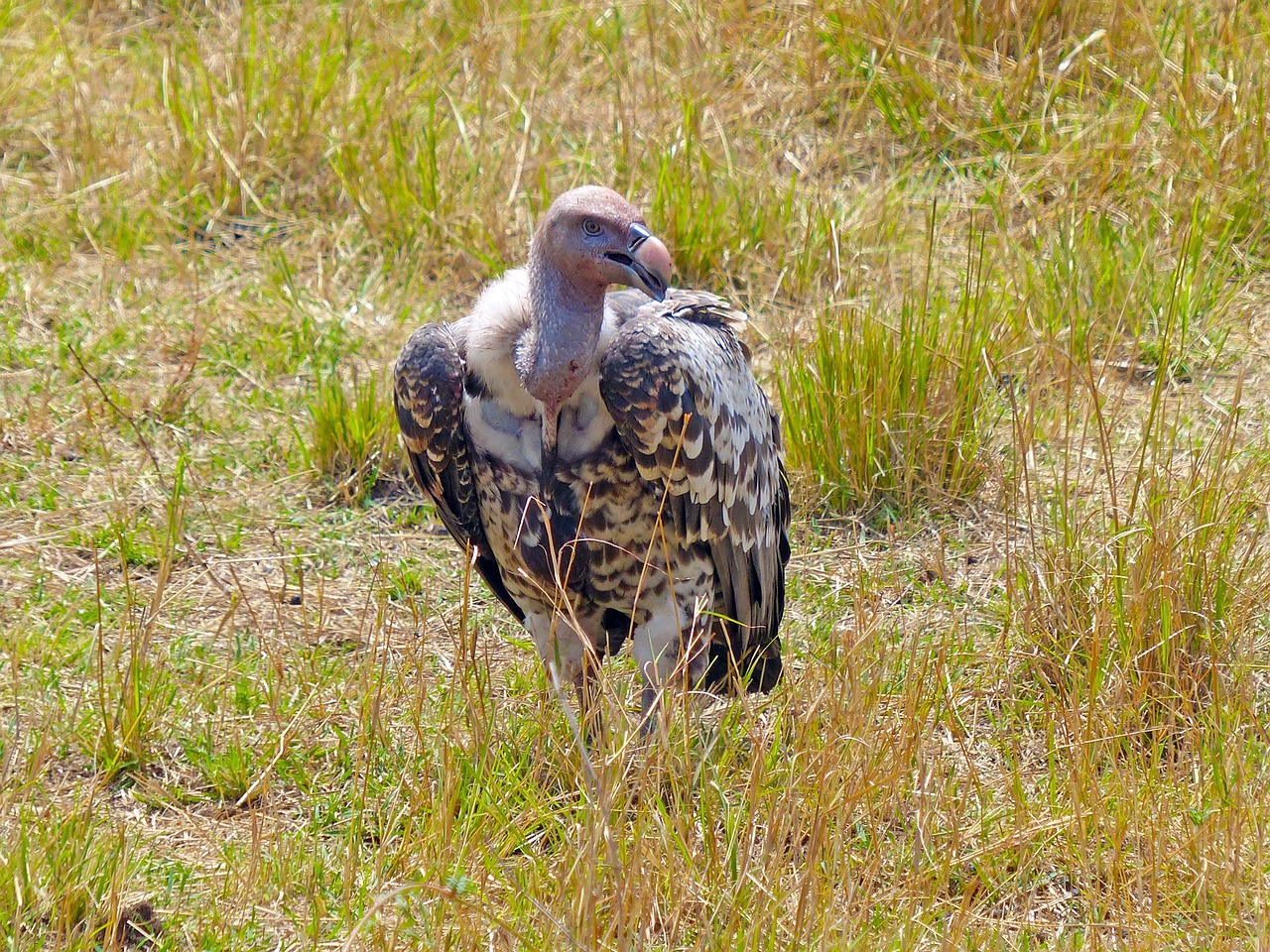 vulture birds wildlife free photo