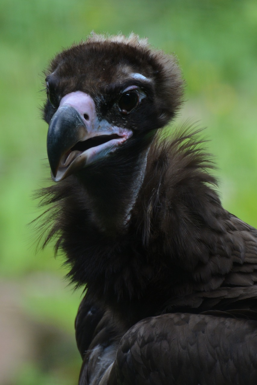 vulture bird bird of prey free photo