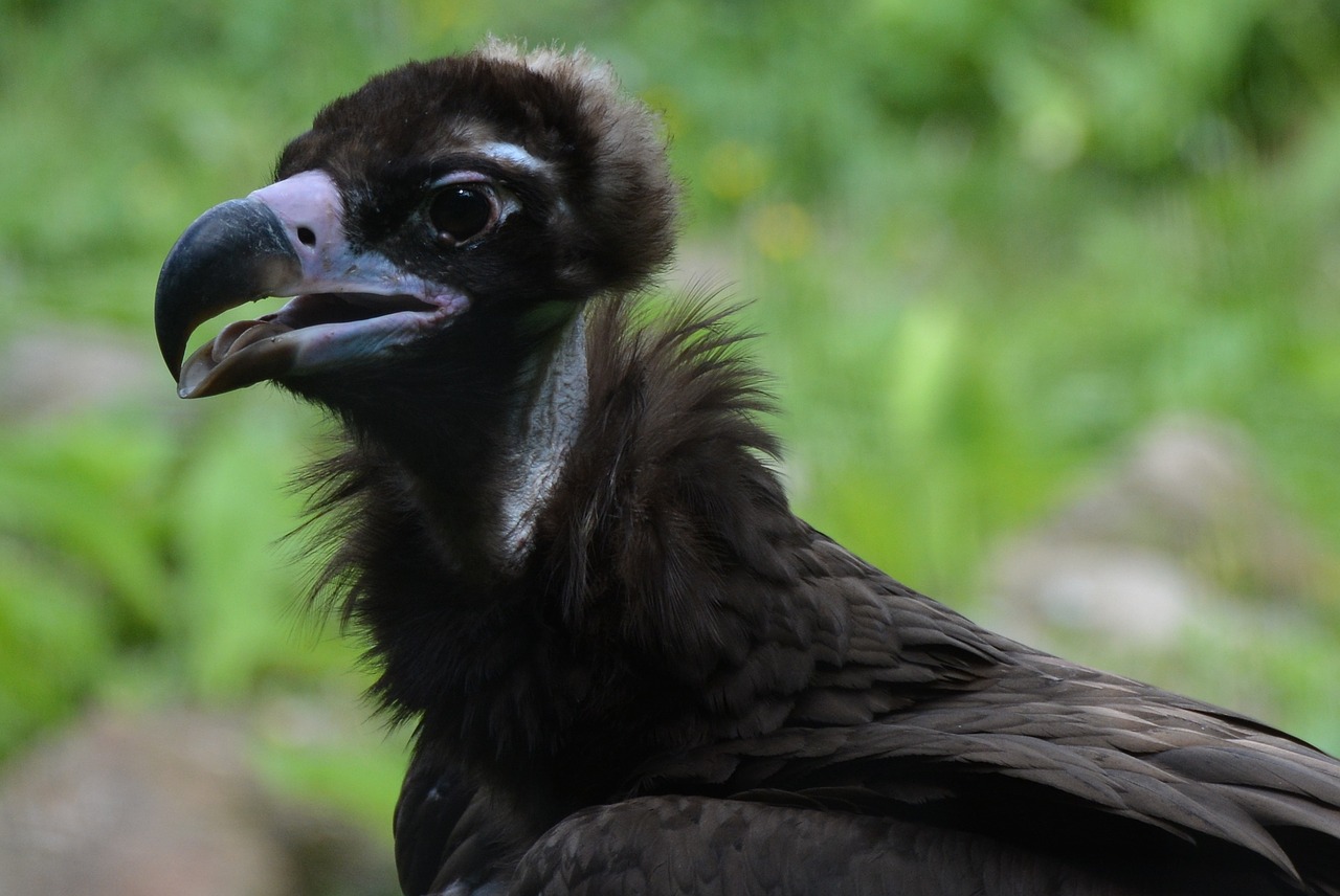 vulture bird bird of prey free photo