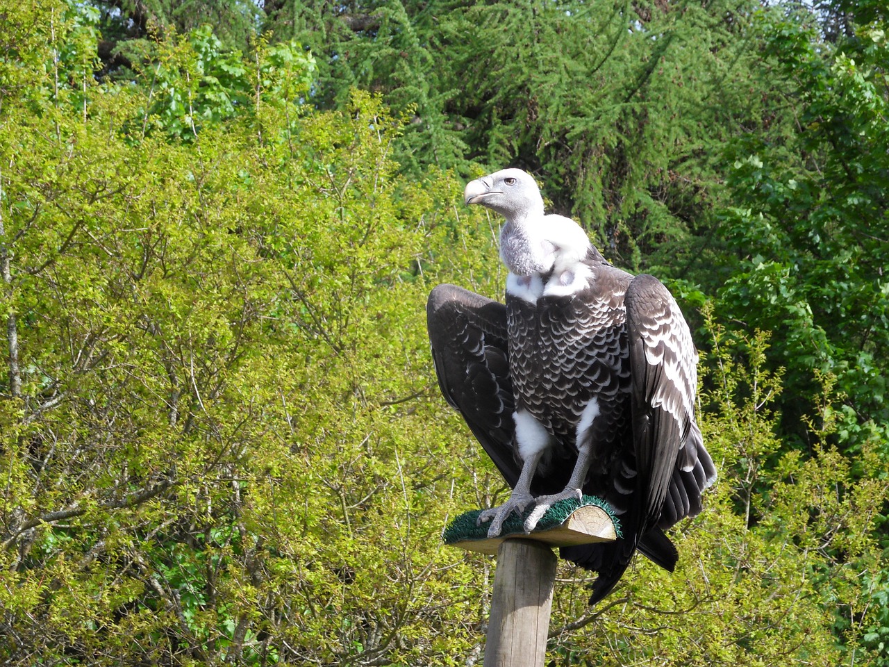 vulture bird wildlife free photo