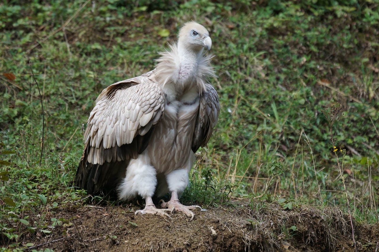 vulture feeding scavengers free photo