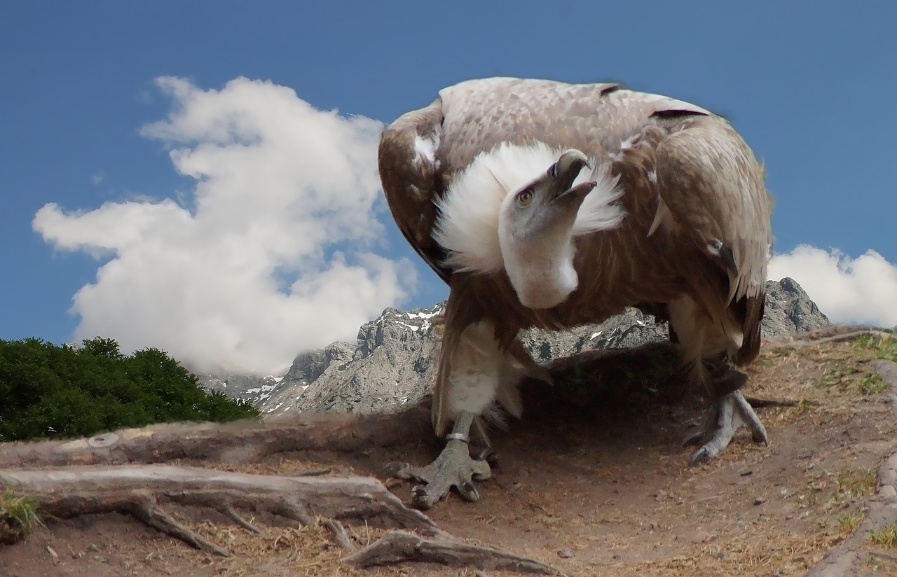 vulture griffon vulture bird free photo