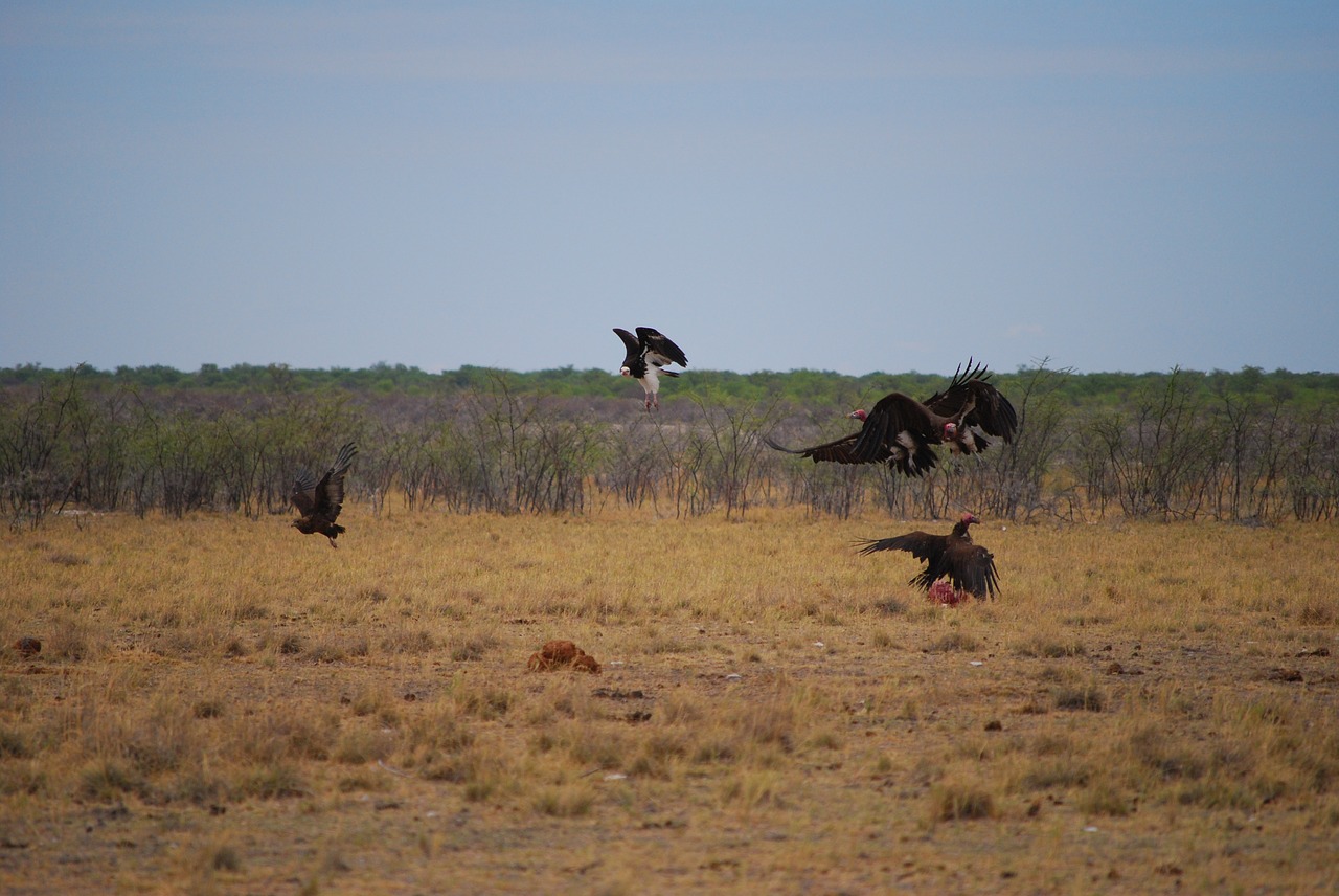 vulture fight fly free photo