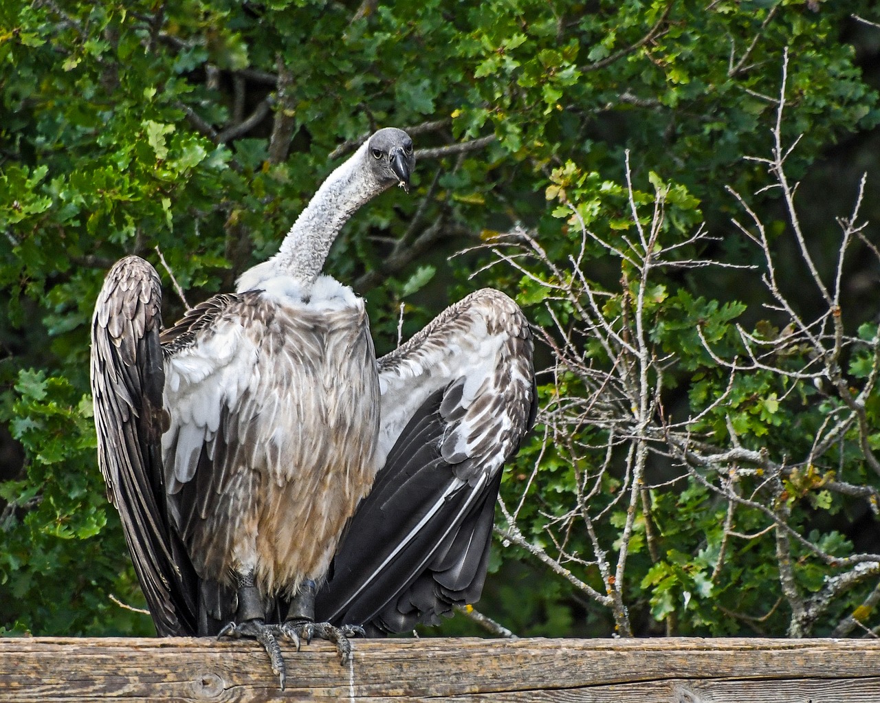 vulture african raptor scavenger free photo