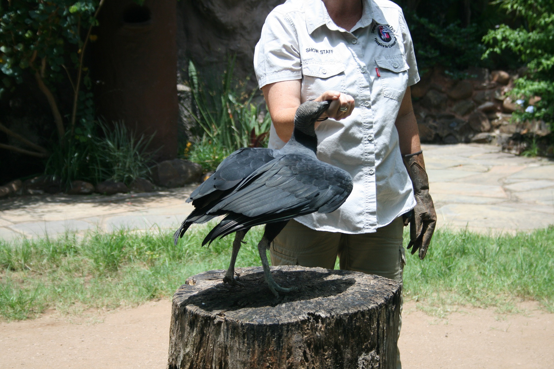 bird black vulture free photo