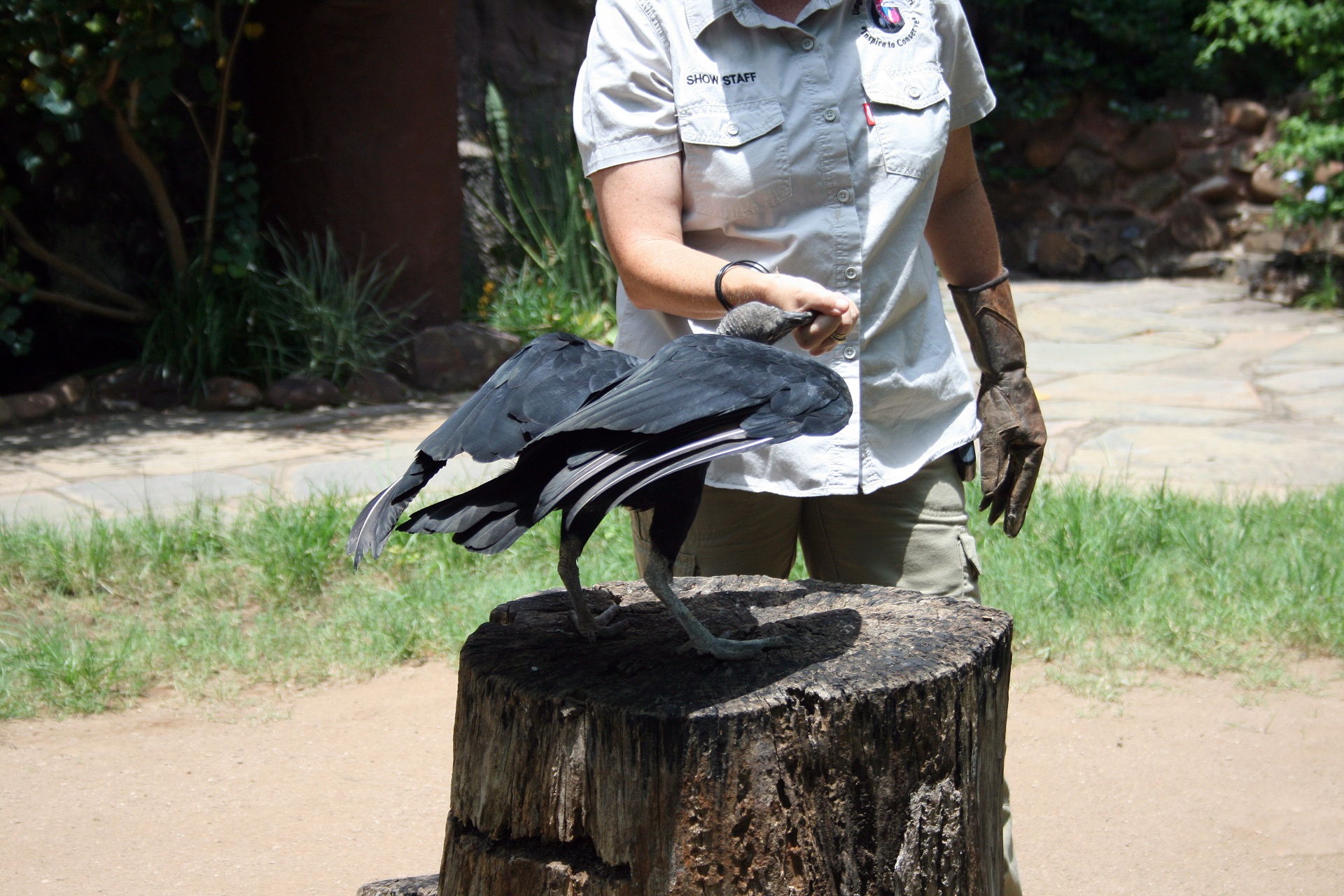 bird vulture black free photo