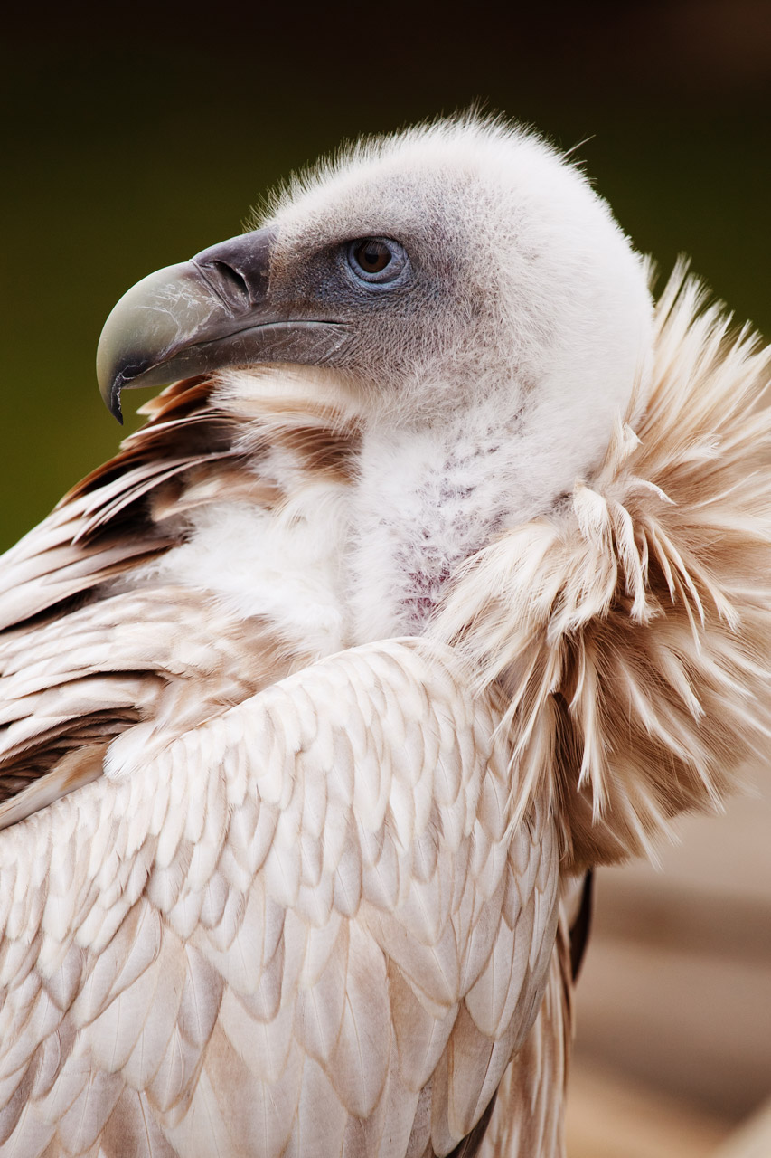 animal beak bird free photo