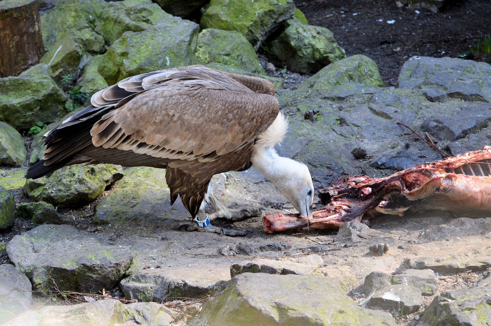 vulture food eating free photo