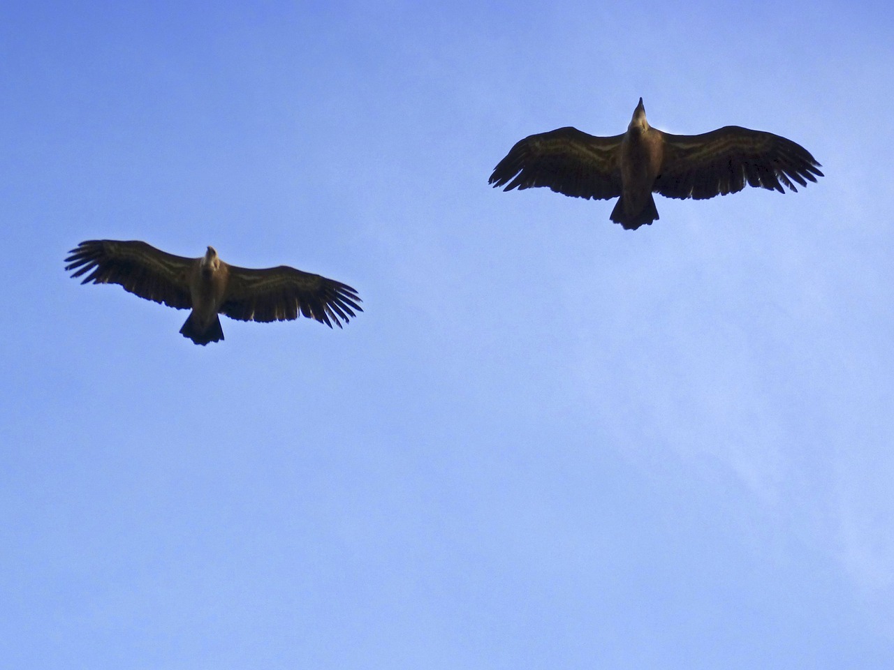 vultures sky flight free photo