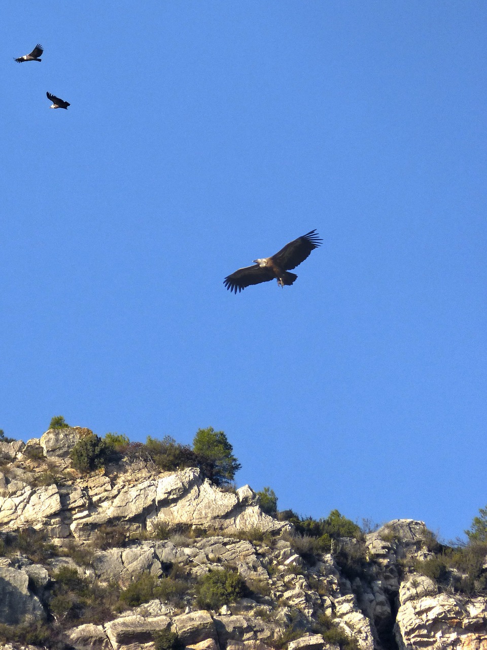 vultures hill priorat free photo