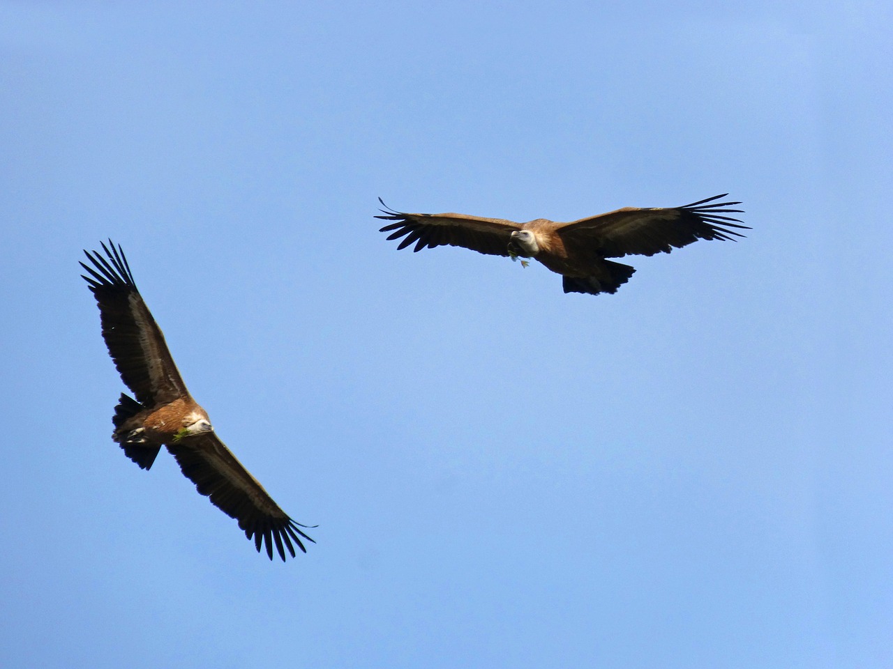 vultures fly make the nest free photo