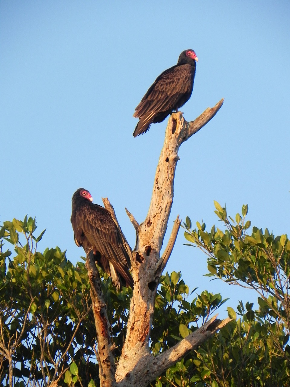 vultures birds scavenger free photo
