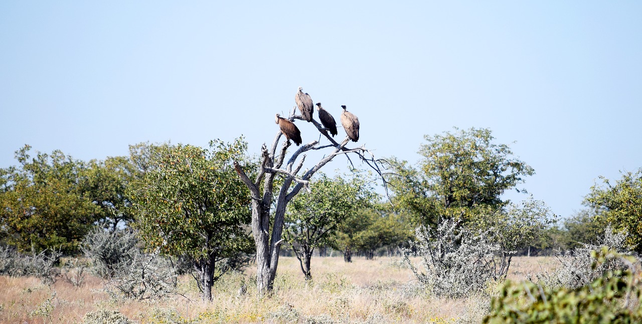 vultures  birds  scavenger free photo