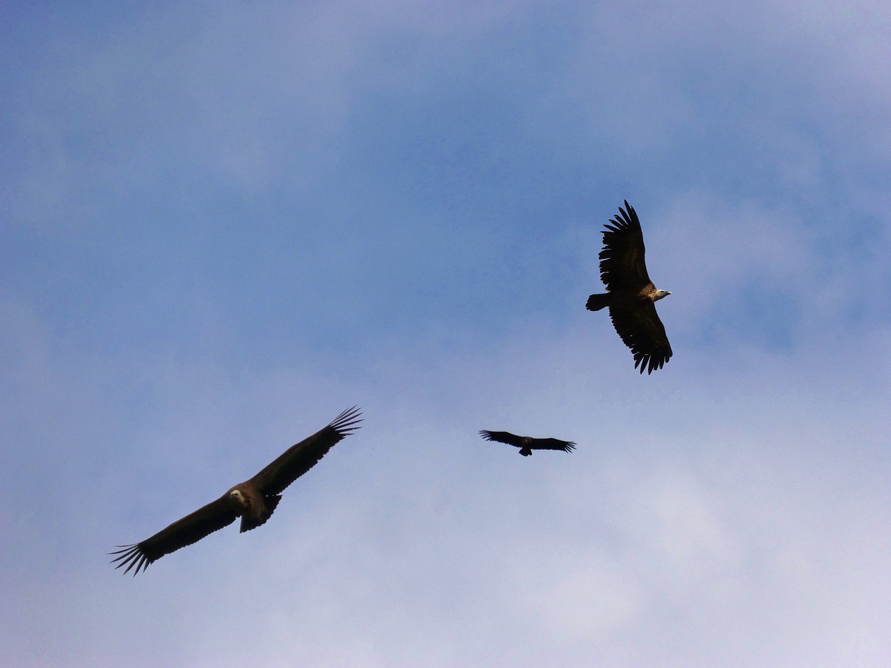 vultures sky fly free photo