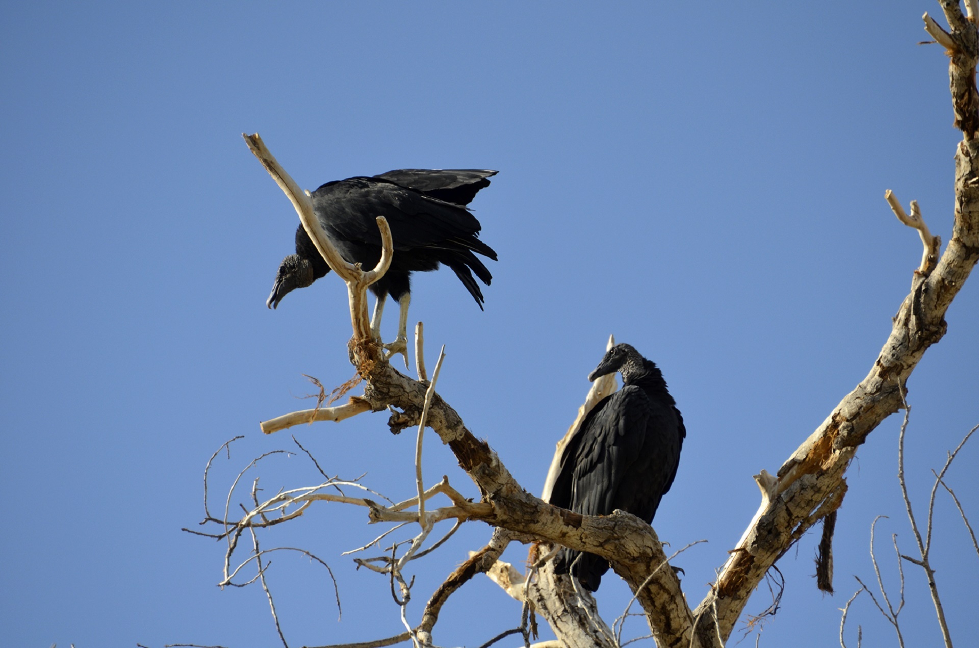 birds vultures black free photo