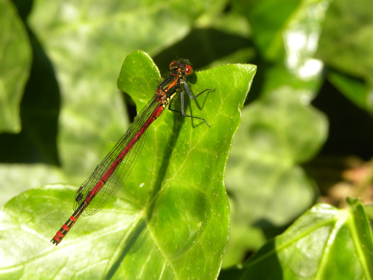 vuurjuffer dragonfly bug free photo