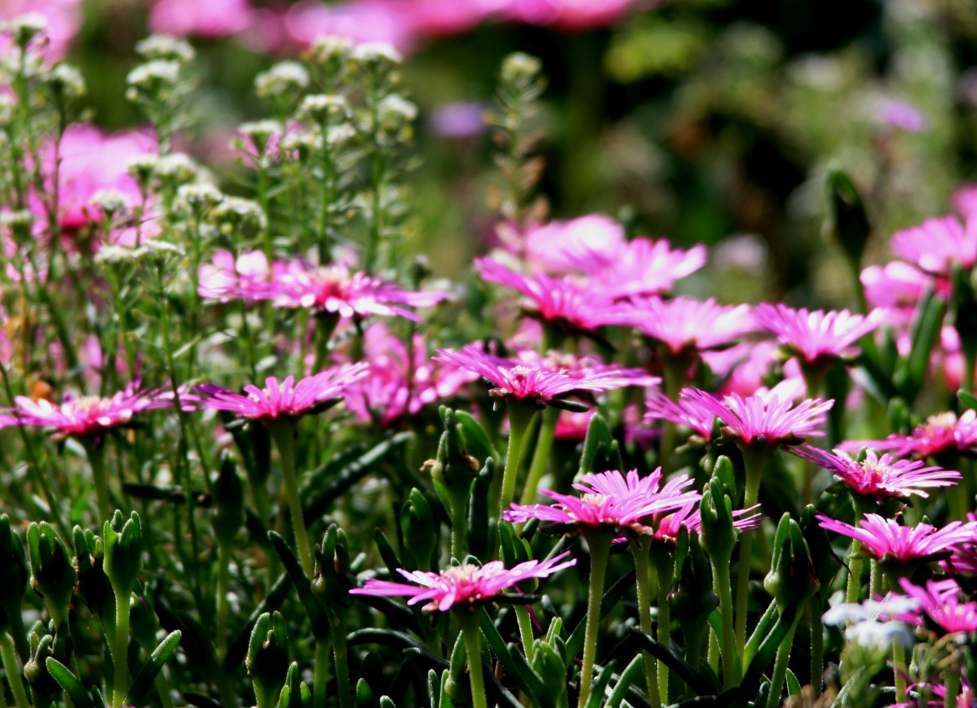 vygies succulent flowers free photo