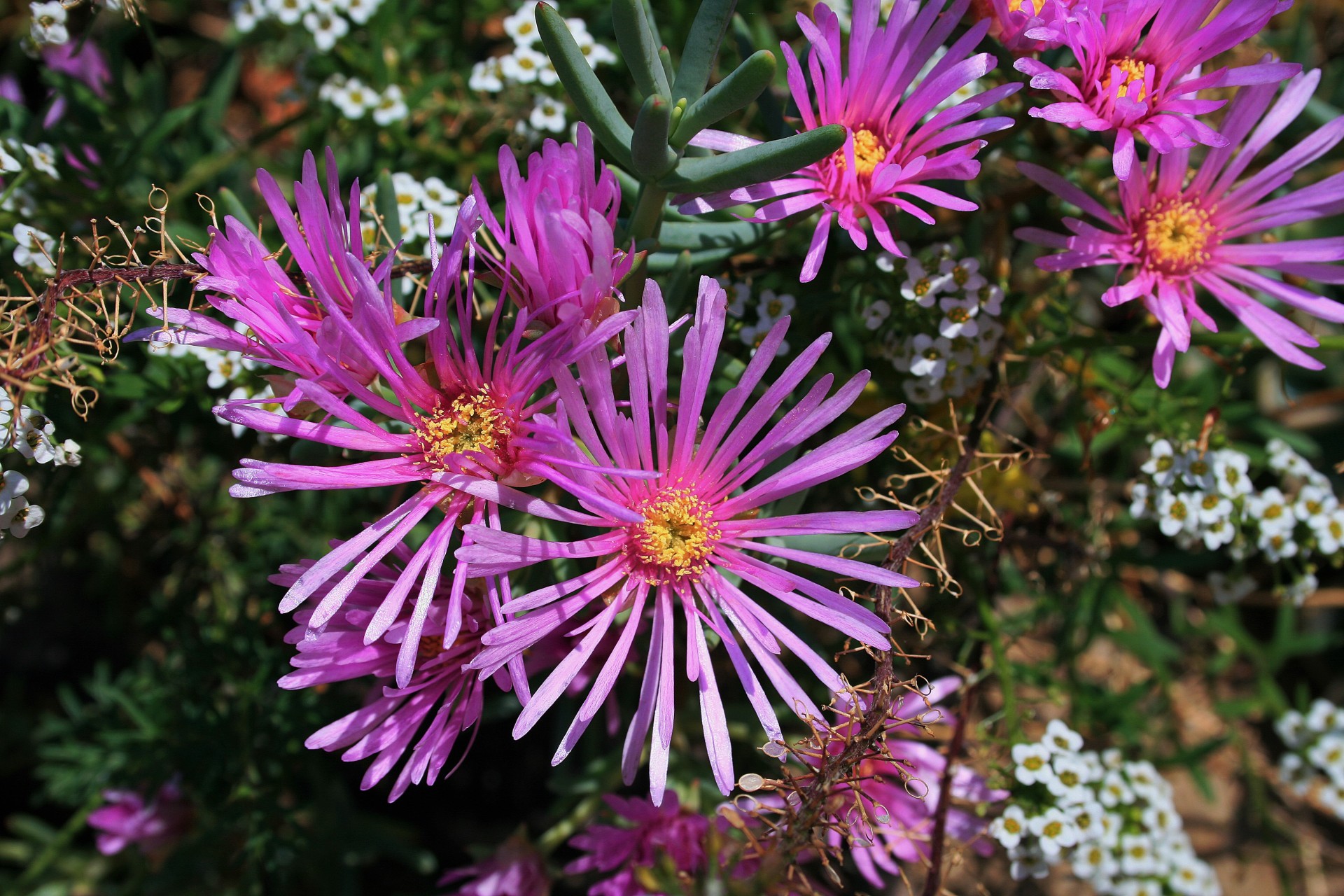 Flowers,mesem,vygies,succulent,pink - free image from needpix.com