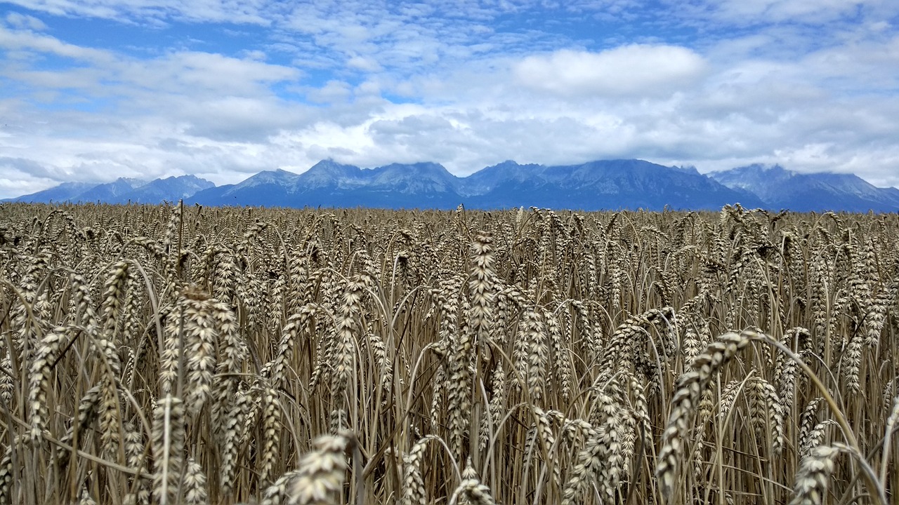 vysoké tatry field ears free photo