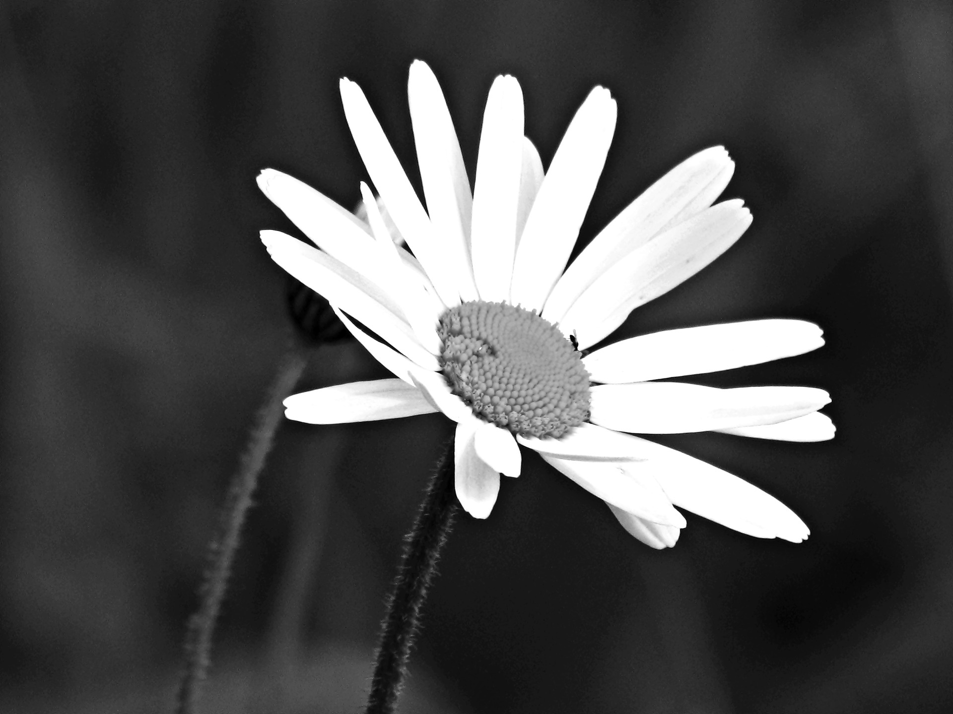 flower field meadow free photo