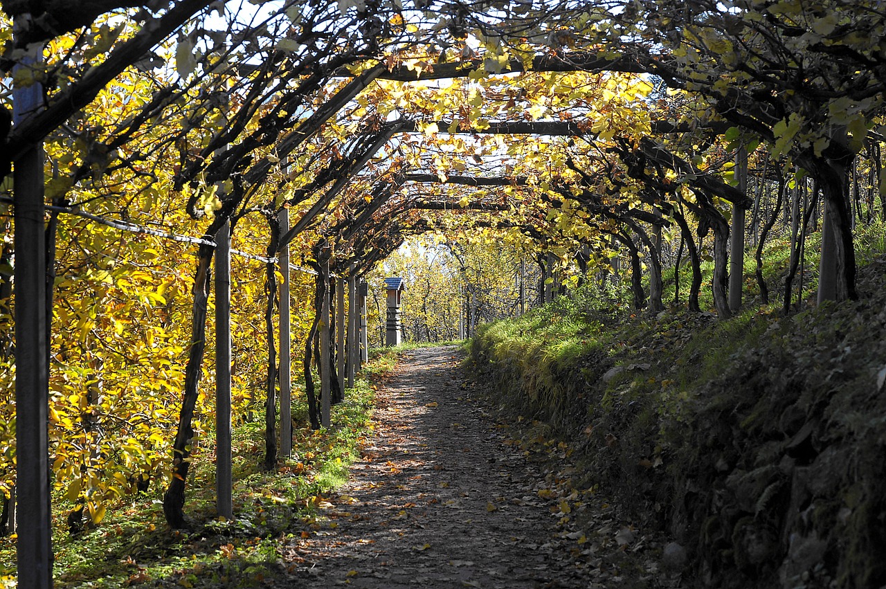 waalweg lana autumn free photo