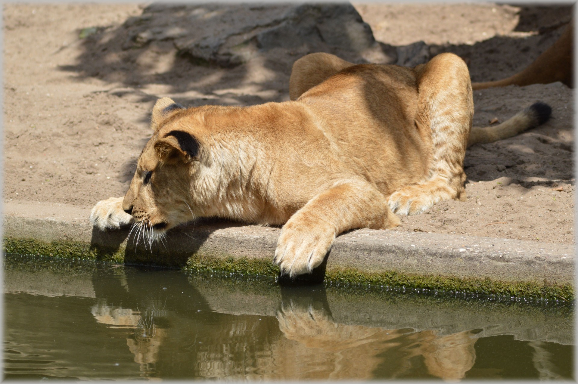 lion lioness wildlife free photo