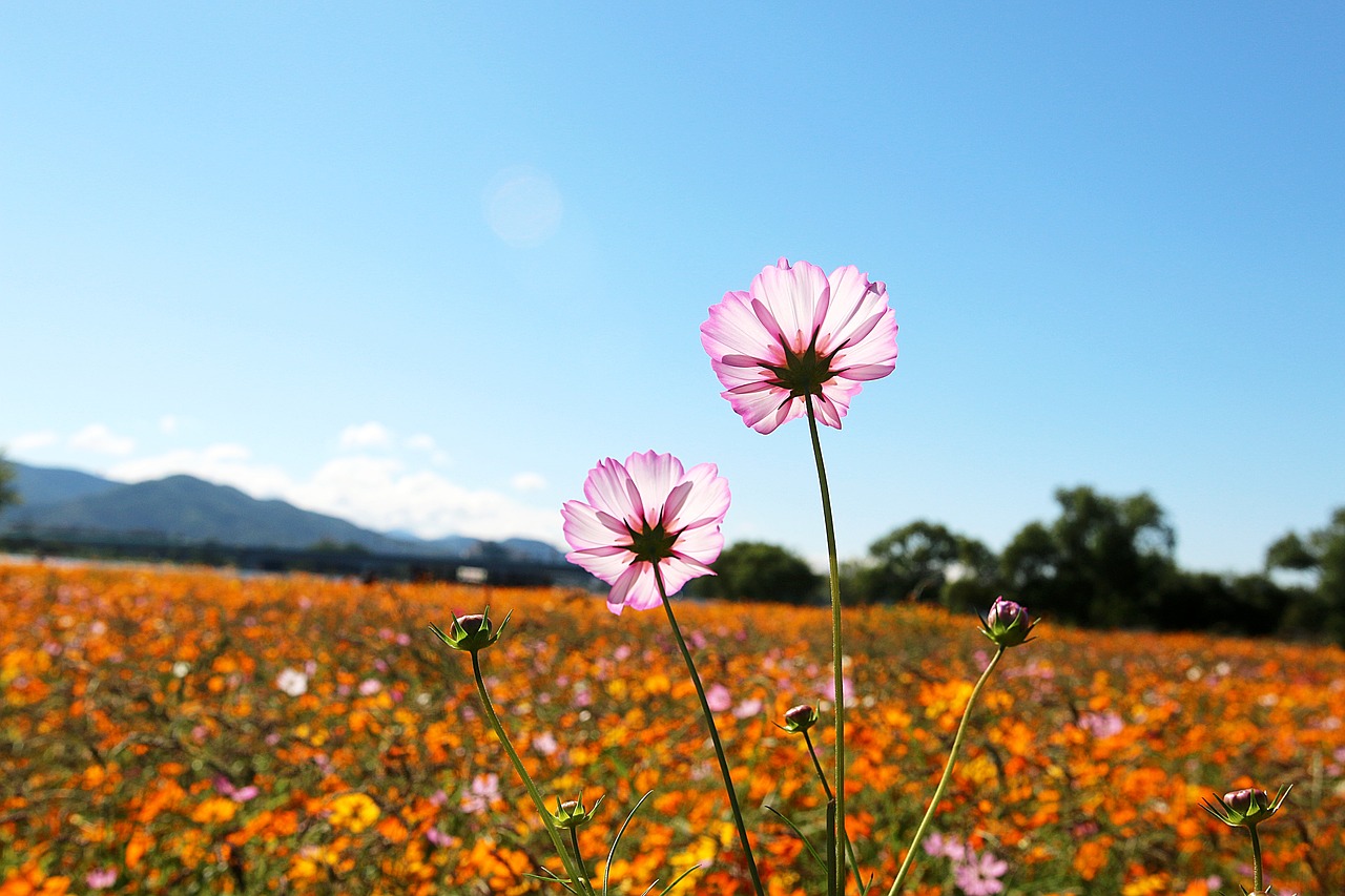 wabu gil garden free photo