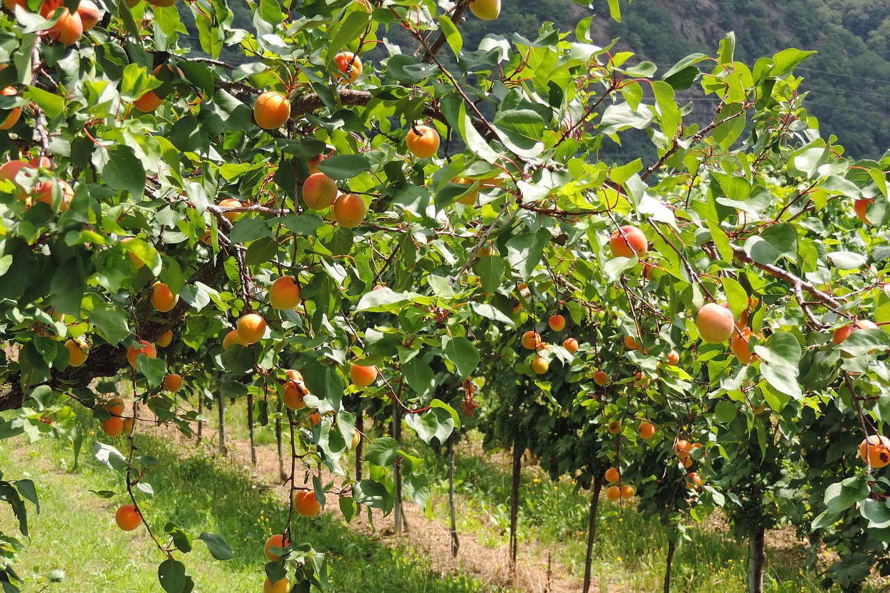 wachau  apricots  fruits free photo