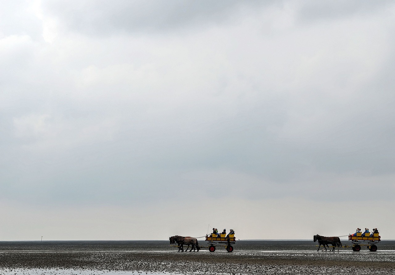 wadden sea west frisian sea free photo