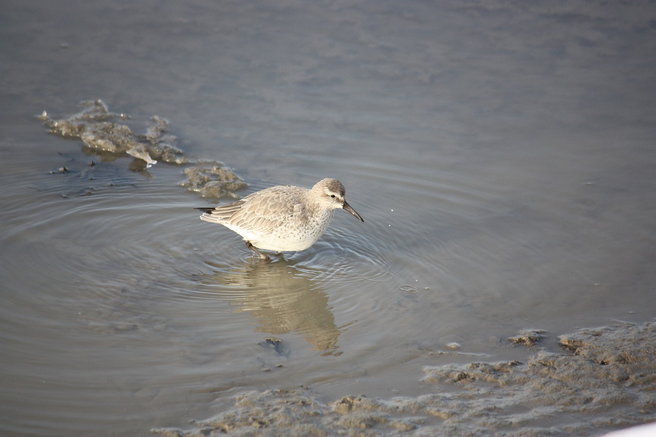 wadden sea  coast  tides free photo