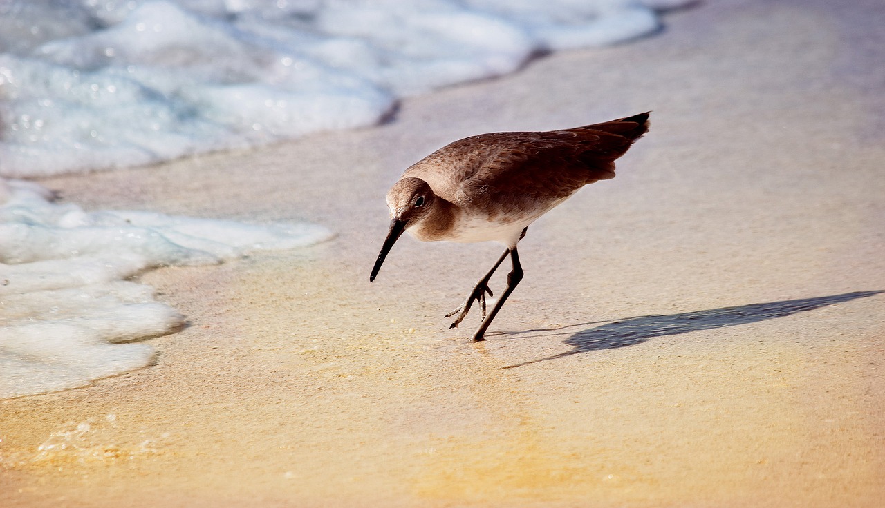 wader florida seabird free photo