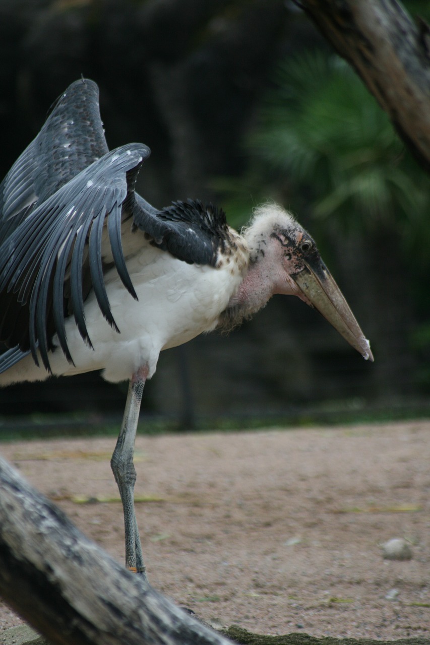 wader  bird  bill free photo