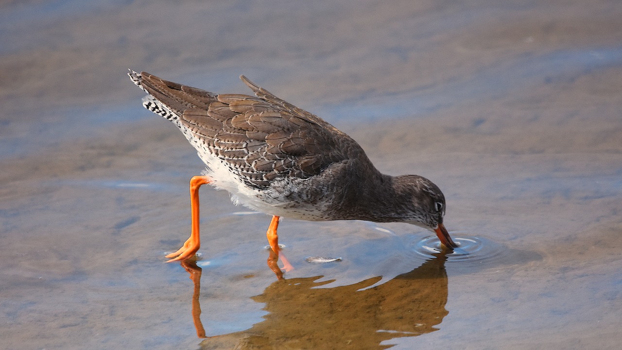 wader  redshank  bird free photo