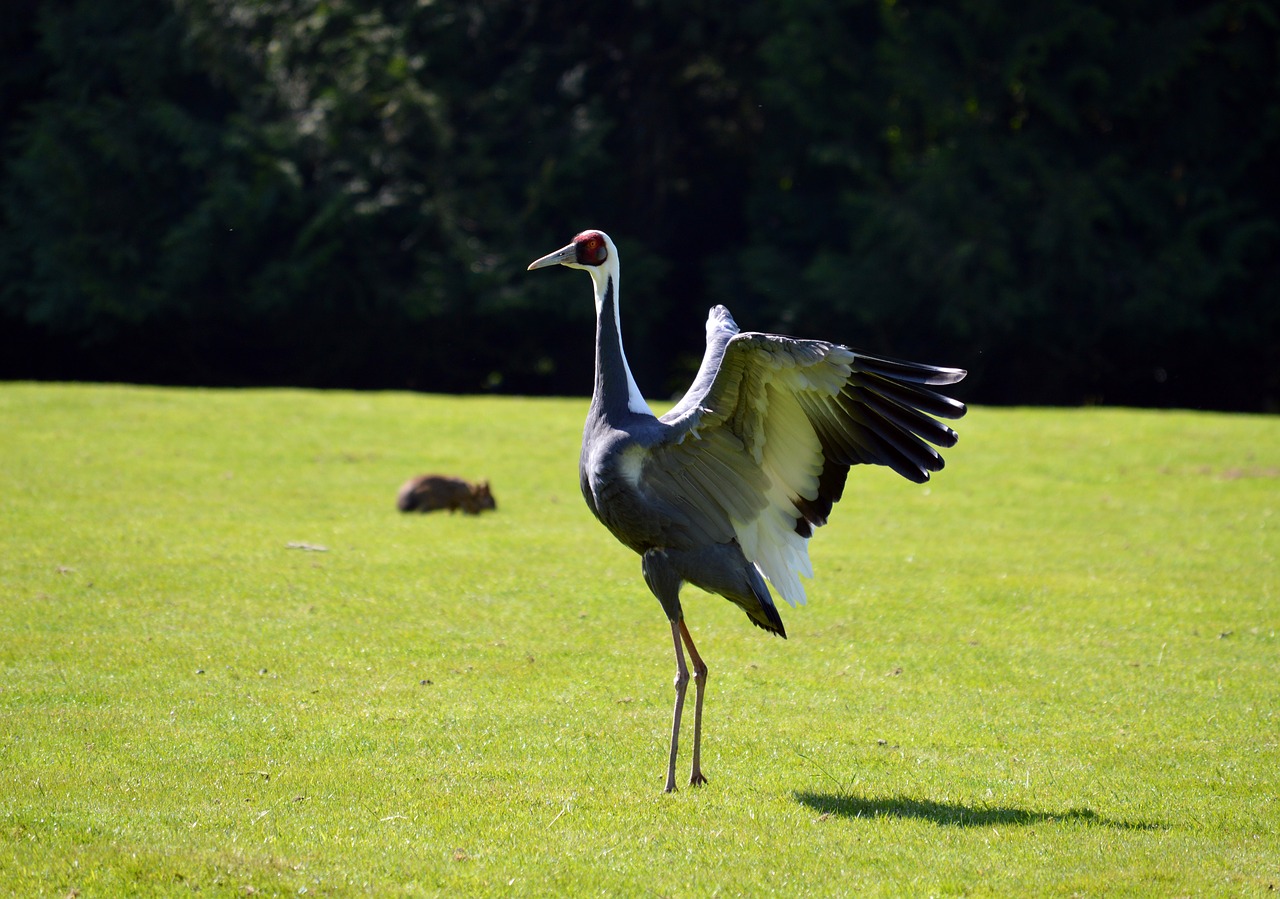 wader  bird  beak free photo