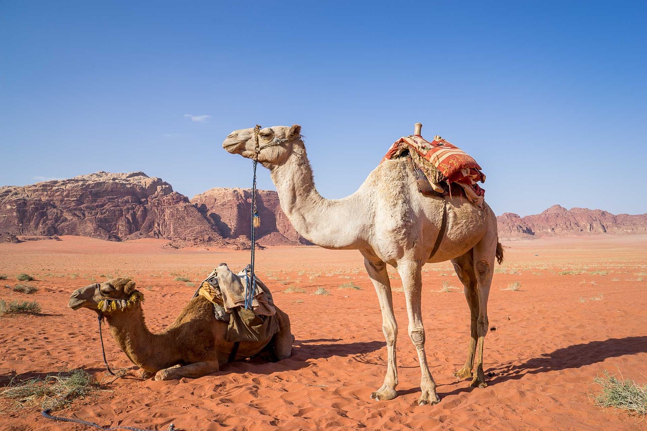 camel wadi rum desert free photo